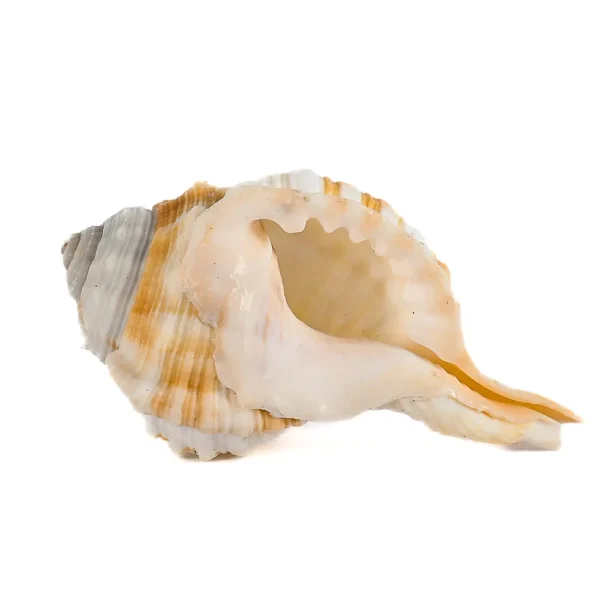 Caramujo Caymatium Caudatum - 7cm - Imagem 2