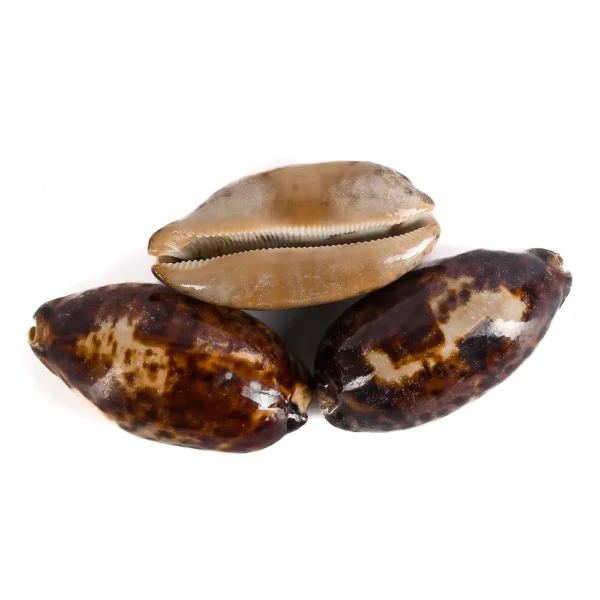 Caramujo Cypraea Testudinária - 8CM - Imagem 2