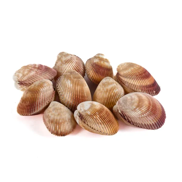Concha Giant Cockles Fechada - 6 a 7cm