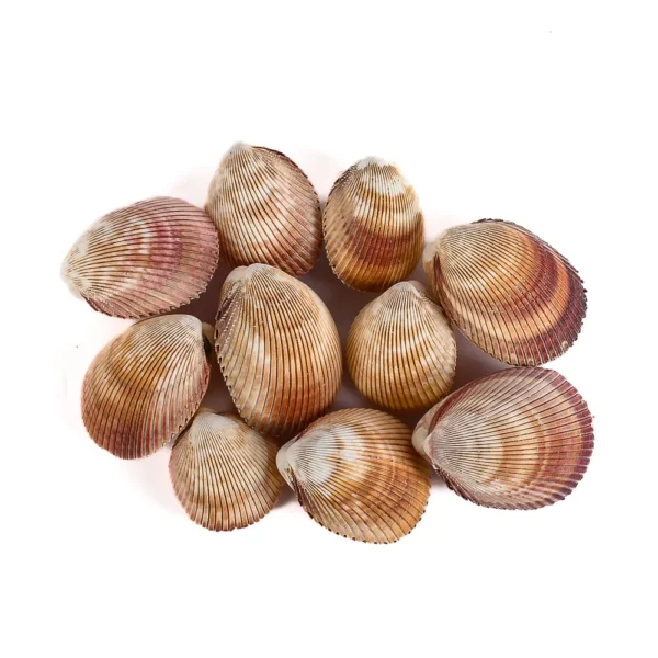 Concha Giant Cockles Fechada - 6 a 7cm - Imagem 2