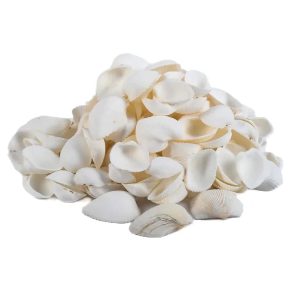 Concha Giant Litub Branca Aberta - 2cm - 750g