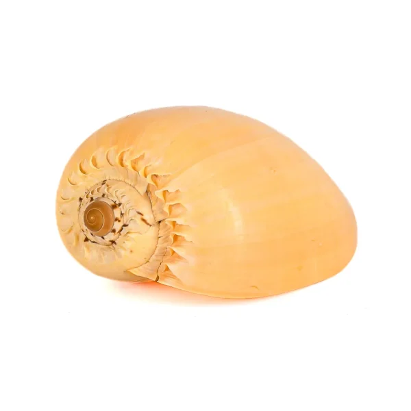 Caramujo Melo Broderipii Natural -15cm