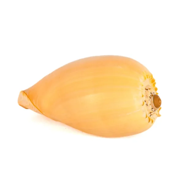 Caramujo Melo Broderipii Natural -15cm - Imagem 2