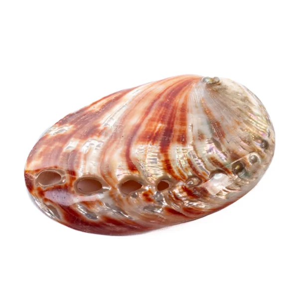 RED ABALONE 3,5''