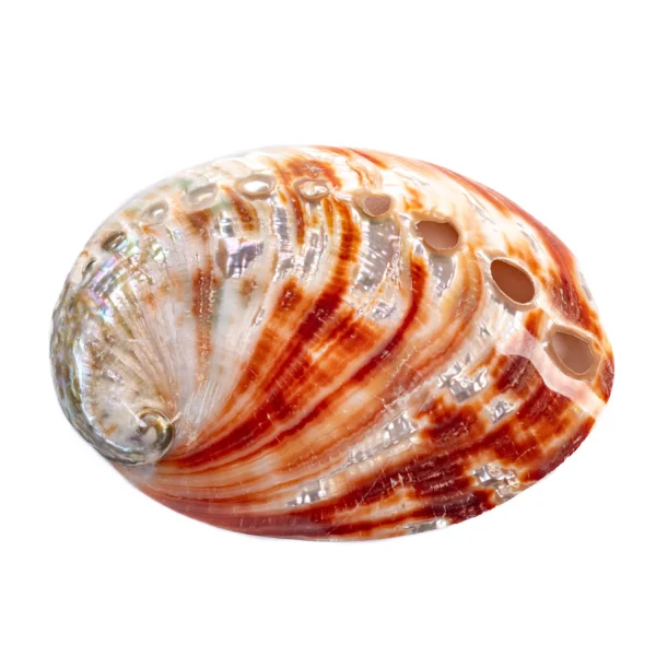 RED ABALONE 3,5'' - Imagem 2