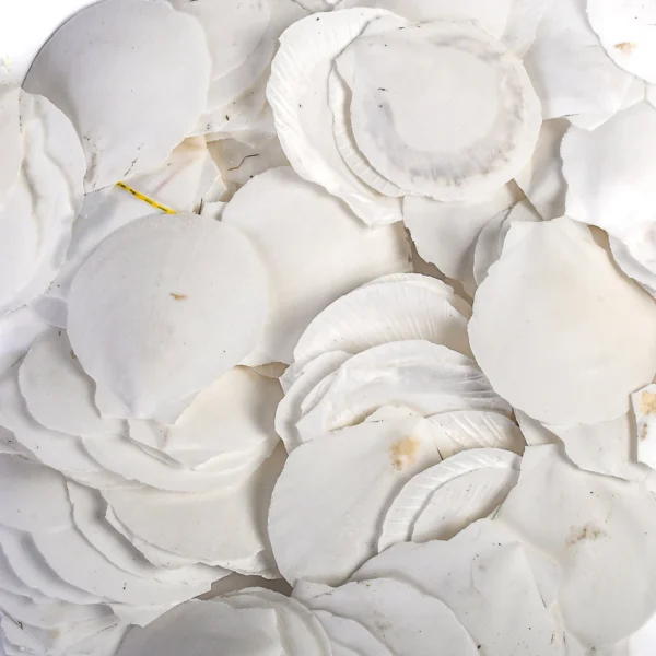 Conchas Sun e Moon Branca - 5cm - 750g