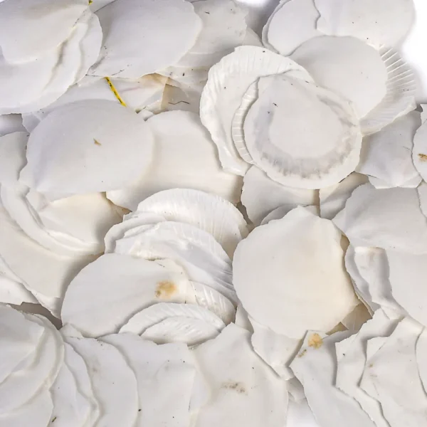 Conchas Sun e Moon Branca - 5cm - 750g - Imagem 2