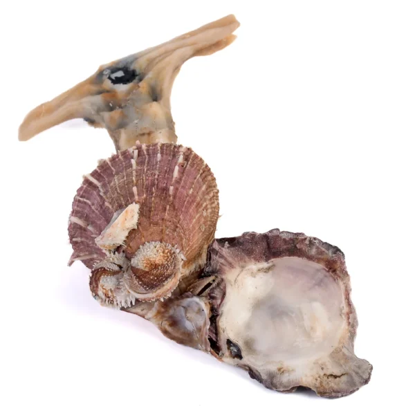 Conchas Spondyllus e Hammer - 15 a 20cm