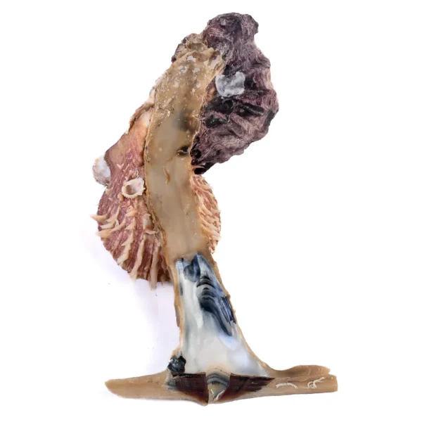 Conchas Spondyllus e Hammer - 15 a 20cm - Imagem 2