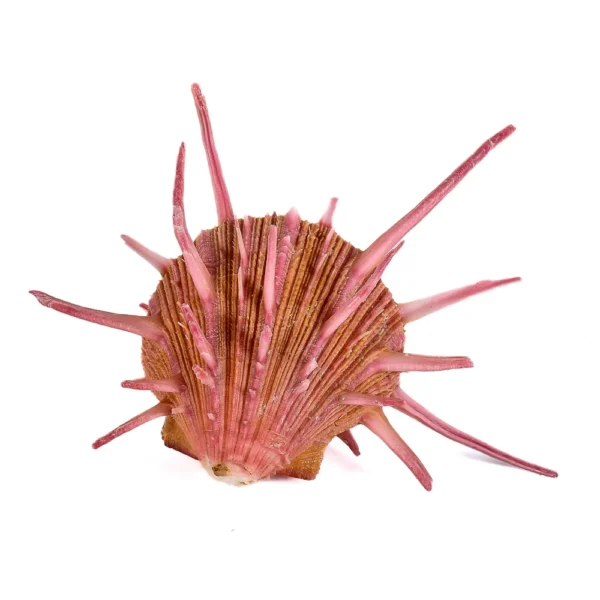 Concha Spondyllus Regius Fechada - 5 a 6cm