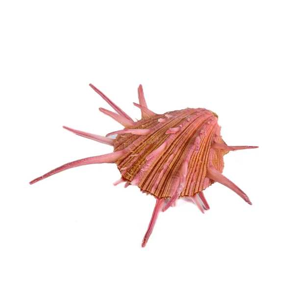 Concha Spondyllus Regius Fechada - 5 a 6cm - Imagem 2
