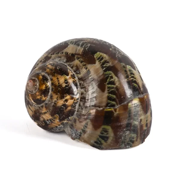 Caramujo Turbo Petholatus - 750g
