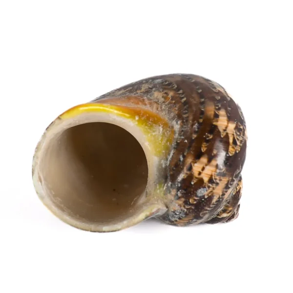 Caramujo Turbo Petholatus - 750g - Imagem 2
