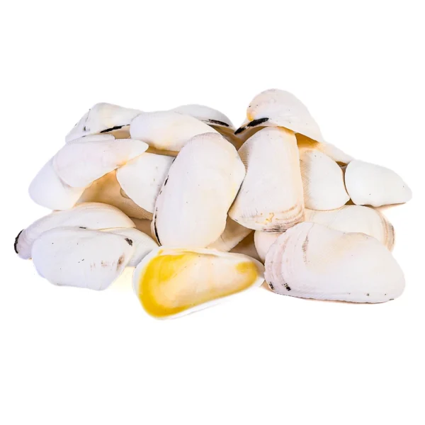 Conchas Twisted Cockles Abertas - 7a9cm - 750g