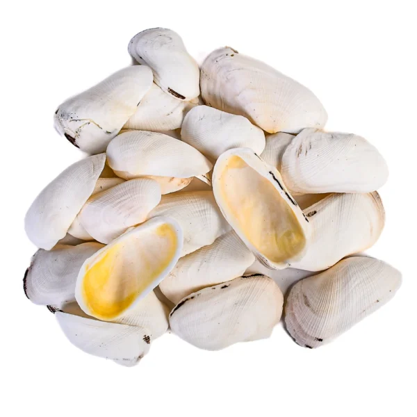 Conchas Twisted Cockles Abertas - 7a9cm - 750g - Imagem 2