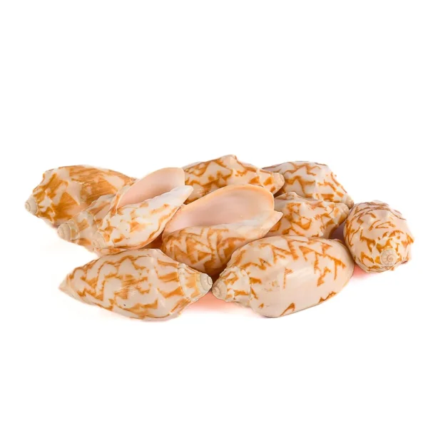 Caramujo Voluta Vesperilio Laranja - 6,5cm