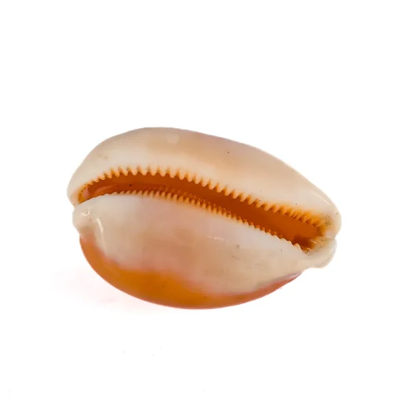 Cypraea Orange Raridade - 10cm - Imagem 2