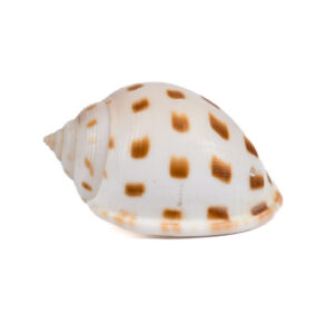 Caramujo Cassis Bysolcatum - 5cm