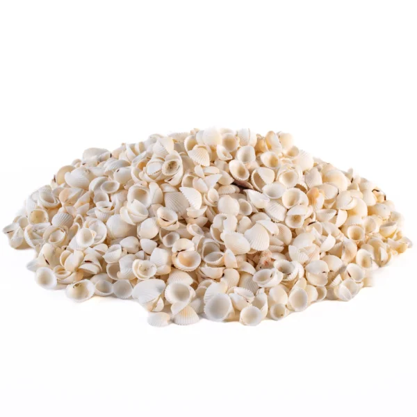 Concha Clam Rose - 1,5cm - 750gr