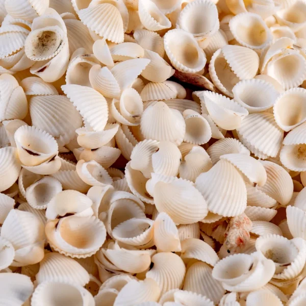 Concha Clam Rose - 1,5cm - 750gr - Imagem 2