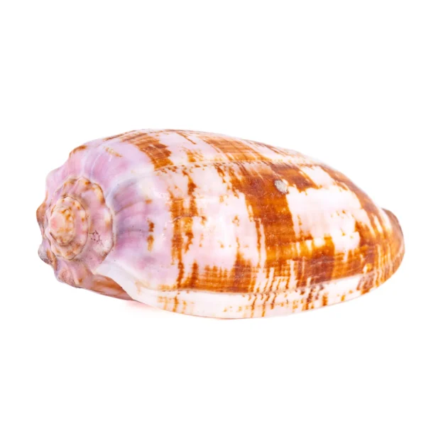 Conus Geographus - 8cm