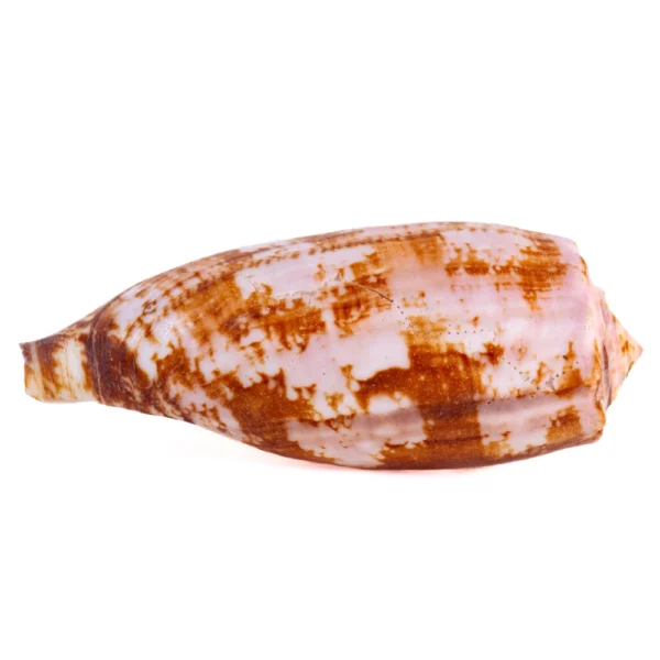 Conus Geographus - 8cm - Imagem 2