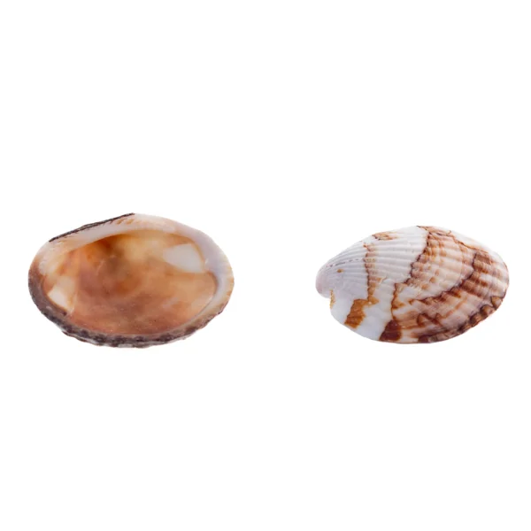 Concha Glycymeris Ambionensis Aberta - 750Gr