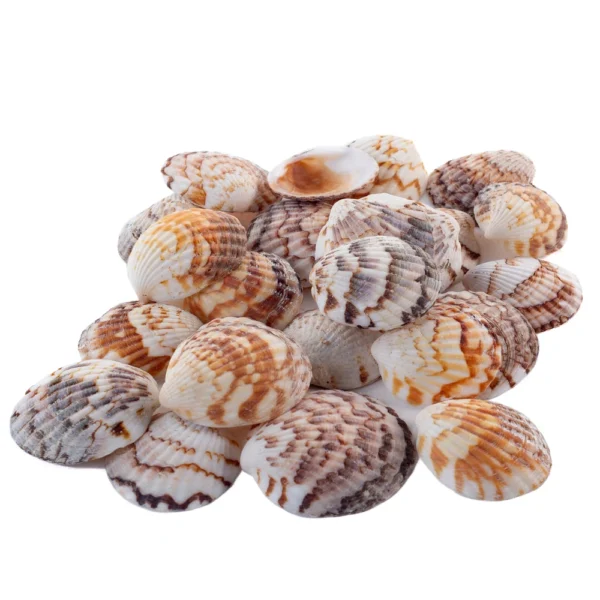 Concha Glycymeris Ambionensis Aberta - 750Gr - Imagem 2