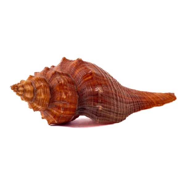 Caramujo Melongina Teratta - 14cm