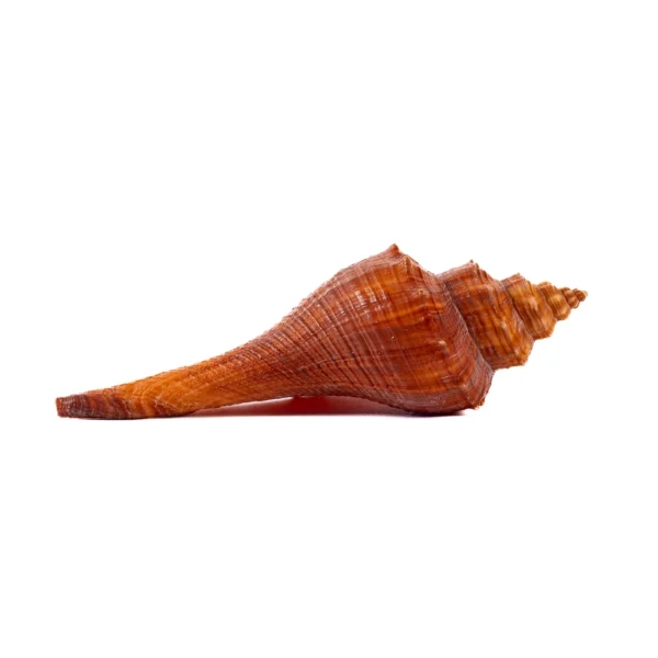 Caramujo Melongina Teratta - 14cm - Imagem 2