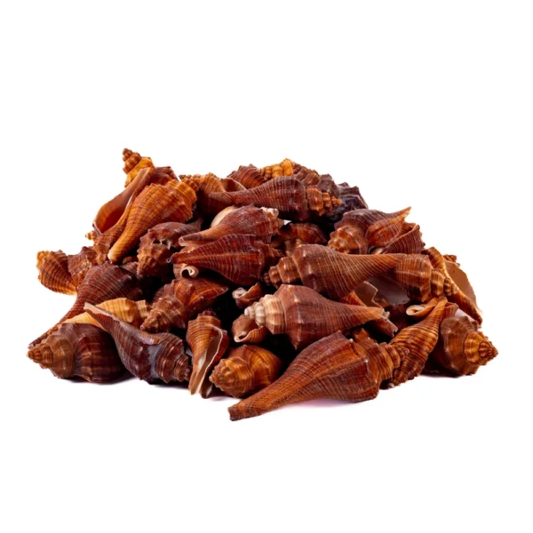 Caramujo Melongina Teratta - 750GR - Imagem 2