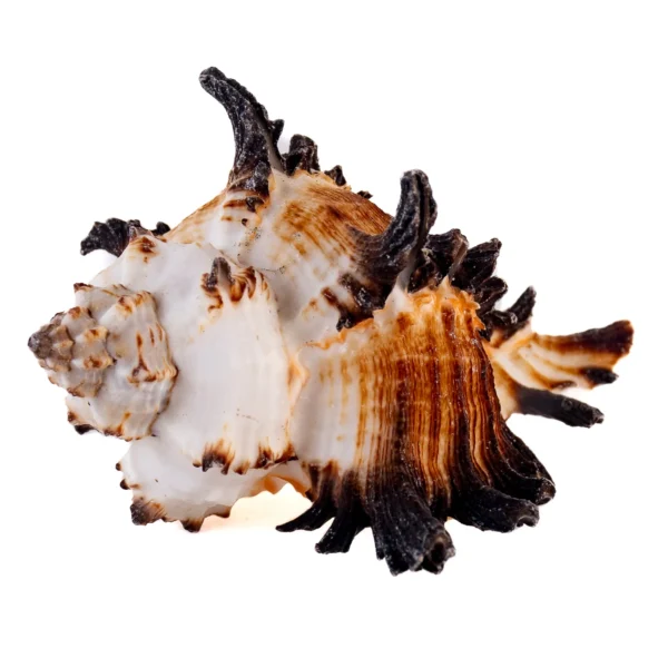 Murex Endive -Chicoreus Cichoreum - 750gr