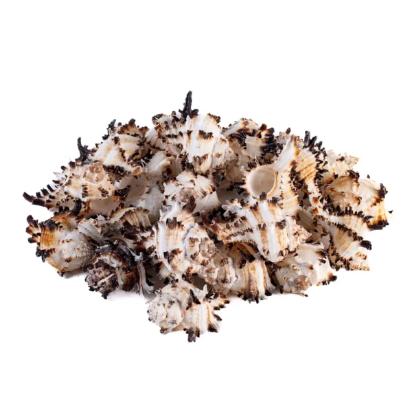 Murex Endive -Chicoreus Cichoreum - 750gr - Imagem 2