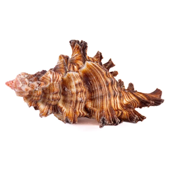 Murex Firebrand Chicoreus 3,5 a 4cm