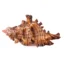 Murex Firebrand Chicoreus 3,5 a 4cm