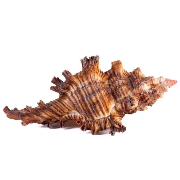 Murex Firebrand Chicoreus 3,5 a 4cm - Imagem 2