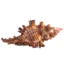 Murex Firebrand Chicoreus 3,5 a 4cm