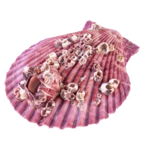Concha Pecten Color Fechada - 6,5cm