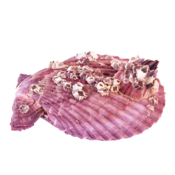 Concha Pecten Color Fechada - 6,5cm - Imagem 2