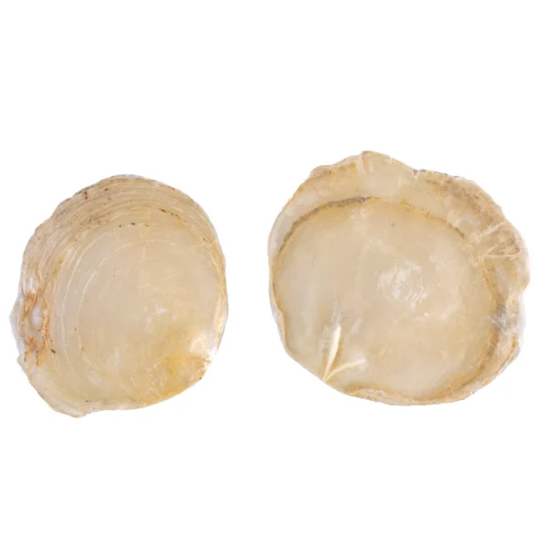 PLACUNA PLACENTA - CAPIZ SHELL - 750gr