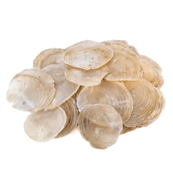 PLACUNA PLACENTA - CAPIZ SHELL - 750gr - Imagem 2