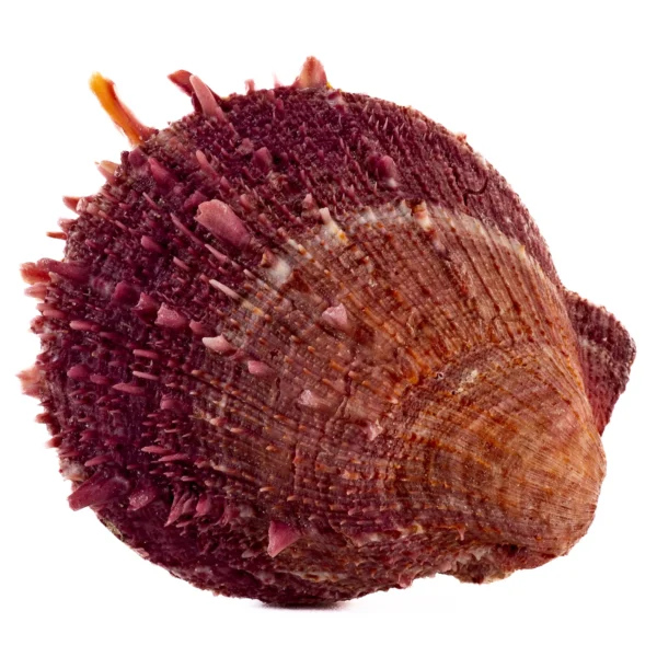 SPONDYLLUS BARBATUS VIOLET PAIR