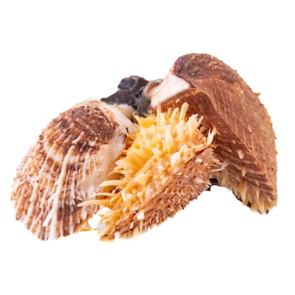 Concha Spondyllus Barbatus - 28cm