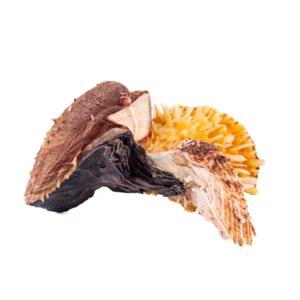 Concha Spondyllus Barbatus - 28cm - Imagem 2