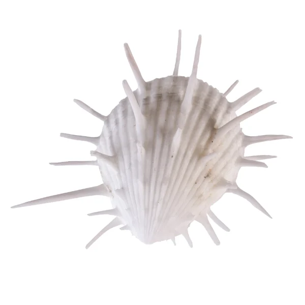 Concha Spondyllus Imperialis - 9cm