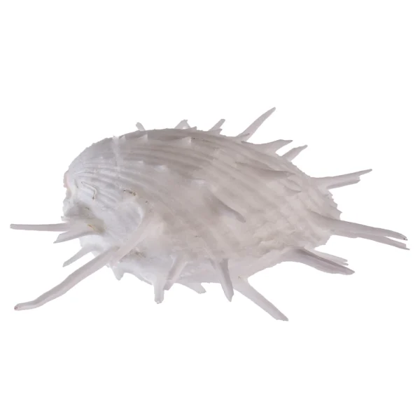 Concha Spondyllus Imperialis - 9cm - Imagem 2