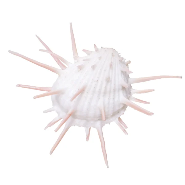 Concha Spondyllus Imperialis Pink