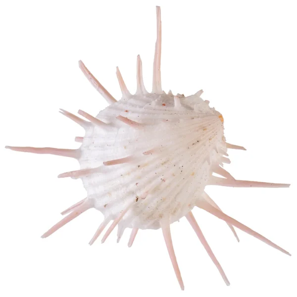 Concha Spondyllus Imperialis Pink - Imagem 2