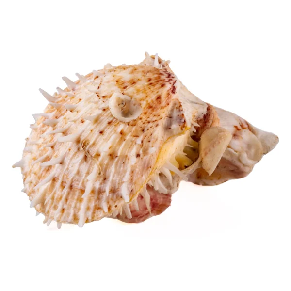 Concha Spondyllus - 12cm