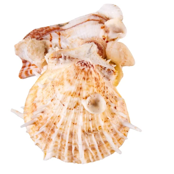 Concha Spondyllus - 12cm - Imagem 2